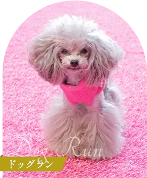 Dog Run