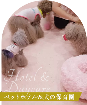 Hotel & Daycare