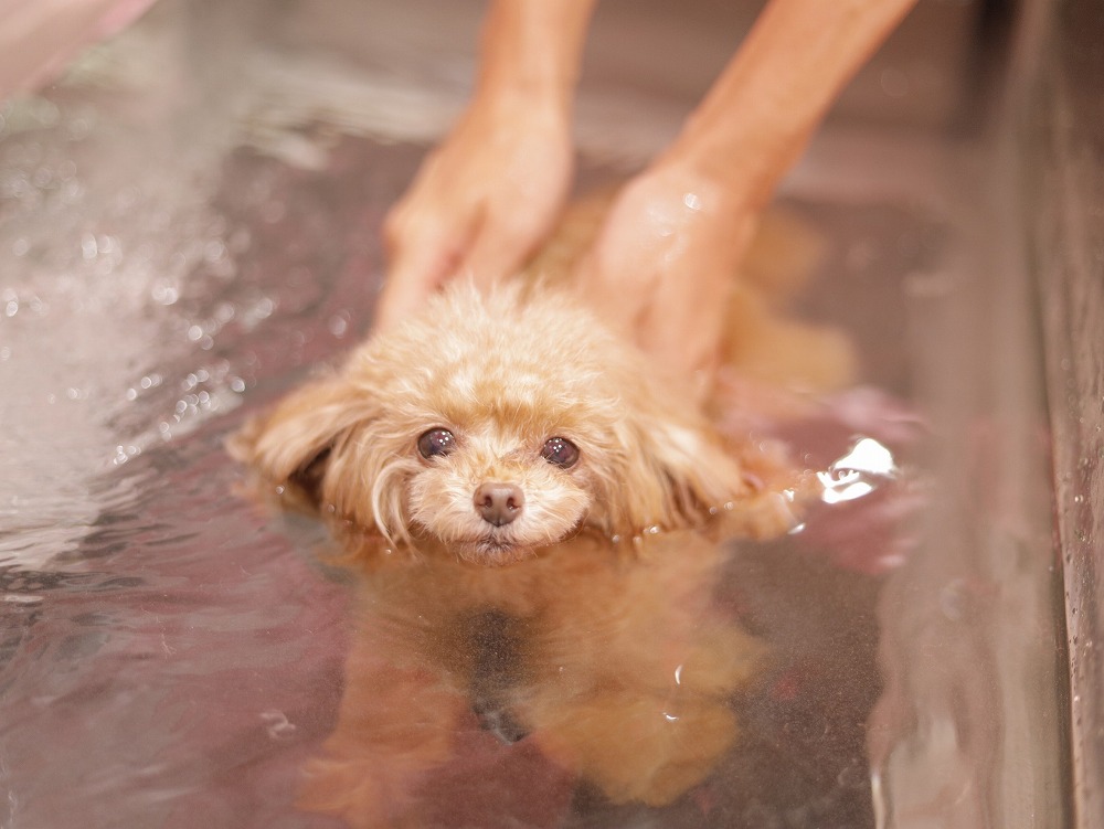 水中トレーニング